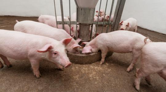 A sertéstenyésztőket is súlyos munkaerőhiány sújtja