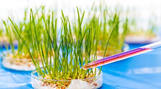 A precíziós nemesítés kimenthet minket a GMO zsákutcájából!
