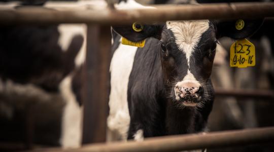 A biotermelés csillapíthatja a tejválságot 