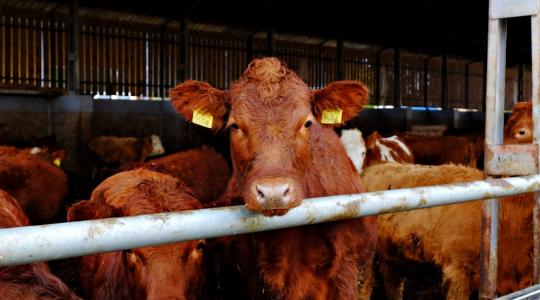 Magyar fejlesztésű digitális szarvasmarha mérleg is bemutatkozik az AGROmashEXPO-n