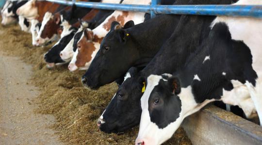 A világ agrárminiszterei az állattartás gyökeres átszervezését szorgalmazzák