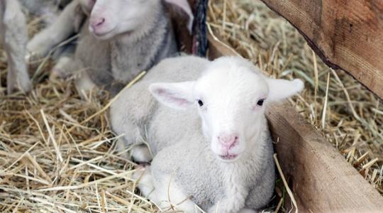 Közeledik a 22. Pápai Agrárexpo