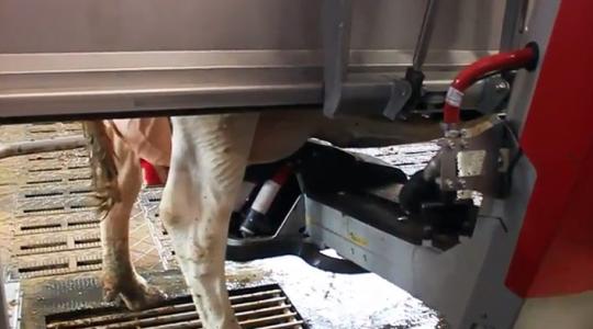 A Lely fejőrobotja forradalmi változást jelenthet a fejésben