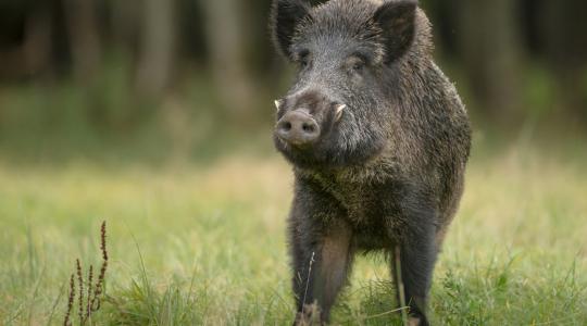 Több ország is kitiltotta a magyar sertéshúst 