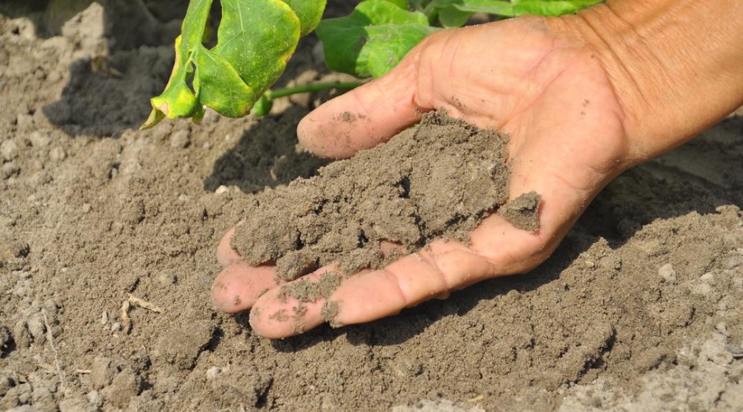 Bórhiánybetegségek a zöldségtermesztésben: időben felismerve kezelhetők!