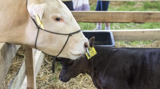 Szakmai újdonságok a XXII. Pápai Agrárexpón