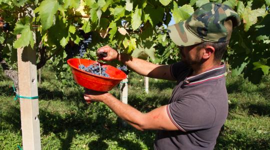 Nagy István: legalább 50 ezer embert fel tudna szívni az agrárium