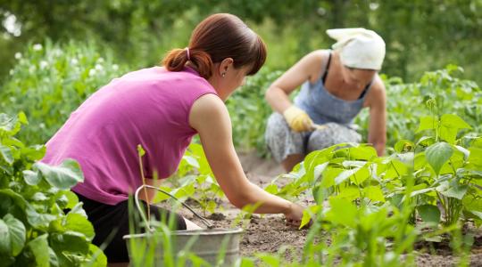 Évek óta probléma az agráriumban a munkaerőhiány