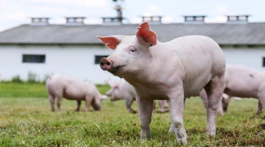 Kiemelten fontos a békési gazdák megfelelő védekezése az afrikai sertéspestis ellen