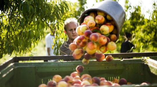 Közmunkásokkal enyhítené a munkaerőhiányt az új agrárminiszter