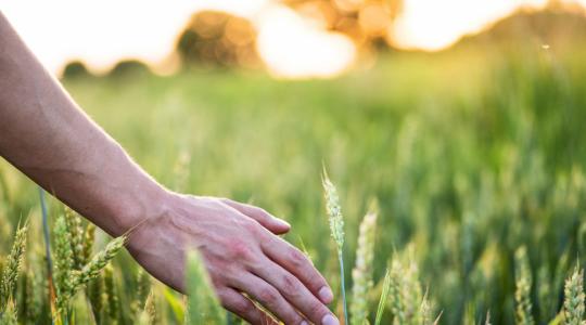 Meghívó őszi búza és őszi káposztarepce fajtabemutatóra 