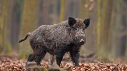 A román-ukrán-magyar határnál találtak újabb fertőzött vaddisznót