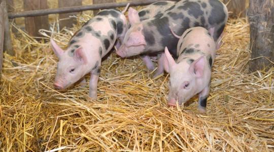 Nem lehetetlen az antibiotikum-mentes sertéstartás, és még pénzt is fialhat 