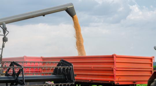 A nyomott árak agrotechnológiai váltásra kényszerítik a termelőket