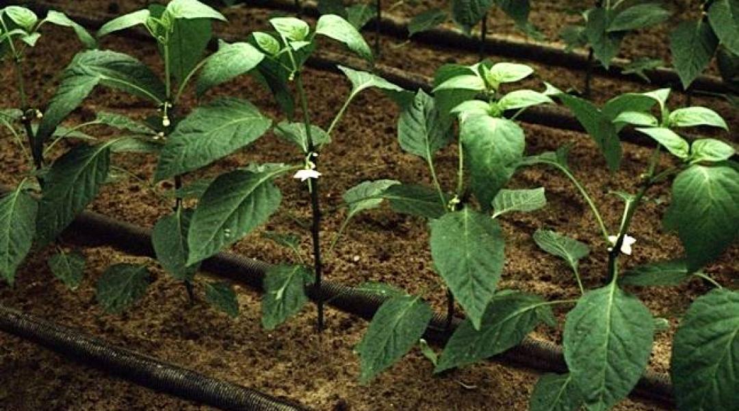 Ijesztő látvány, de kell-e aggódnunk? A paprika és a paradicsom gyakori őszi betegségei