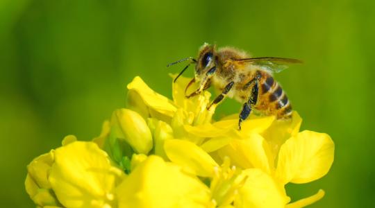 A neonikotinoid növényvédőszer-hatóanyagok teljes betiltása várható 