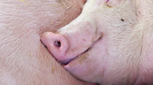 Csökkent az ASP-vel fertőzött terület Heves megyében
