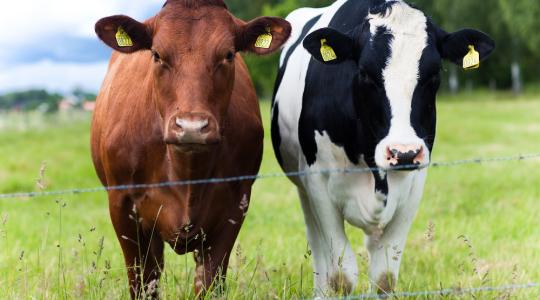 Az embereknek szánt antibiotikumok nem használhatók az állatgyógyászatban