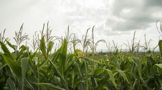 Hőség, felhőszakadás és jégeső is próbára teszi a növényeket