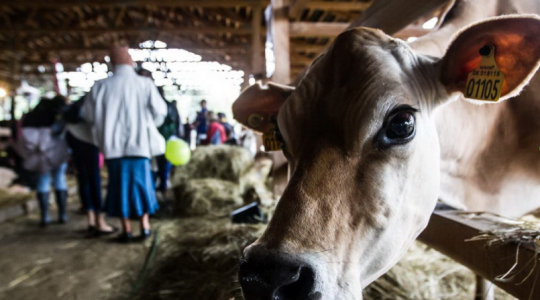 Agrárinnovációk, szakmai konferenciák, fajtabemutatók: idén is Farmer-Expo!