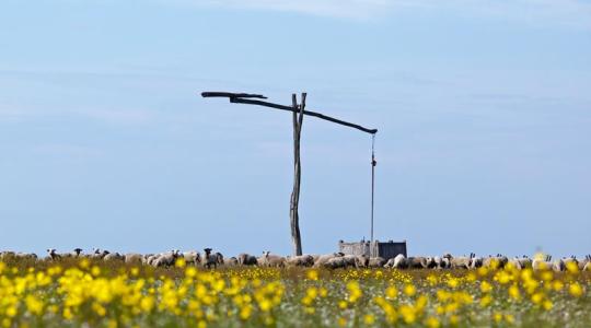 Visszaállítják a Hortobágyon az évszázadokon át jellemző legeltetési rendet