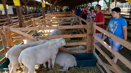 36 ezer látogató vett részt az idei debreceni Farmer Expón