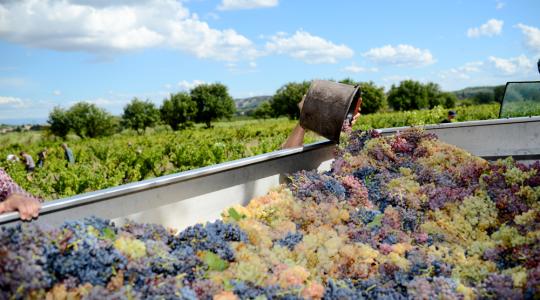 FruitVeb: jó minőségű és nagy mennyiségű szőlőtermés várható
