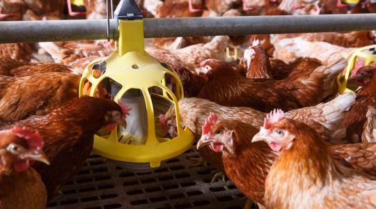 Pre- és probiotikumok: kulcs az egészséges béltraktushoz és az eredményes termeléshez