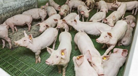 Bulgária kerítést épített, hogy megakadályozza a kór terjedését