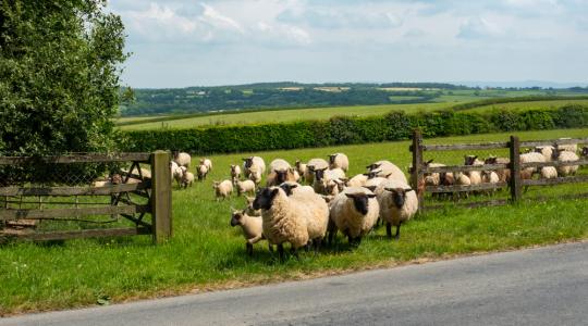 A Brexitet követően a britek új piacok felé néznek