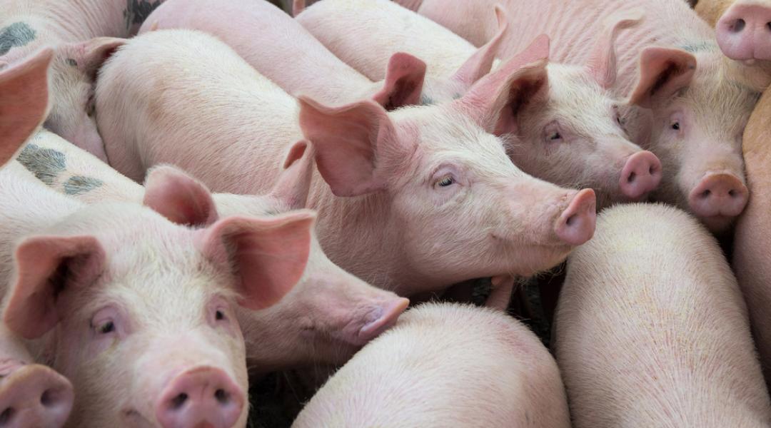 Aktuális problémák: kártevők, munkaerőhiány, terjedő sertéspestis