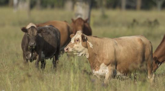 Az új-zélandi farmok száz magyar munkavállalót is várnak