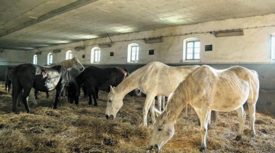 Lázár János lesz a mezőhegyesi ménesbirtok kormánybiztosa