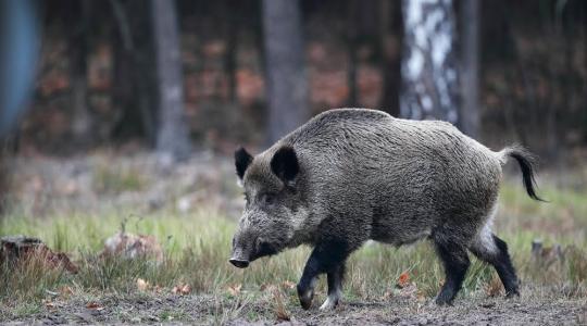 Tarthatatlan a vadhelyzet a Balatonnál