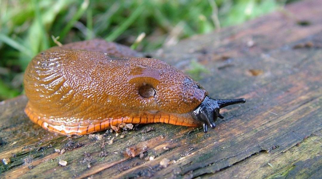 Megállíthatatlanok az országot ellepő kártevő csigák? 