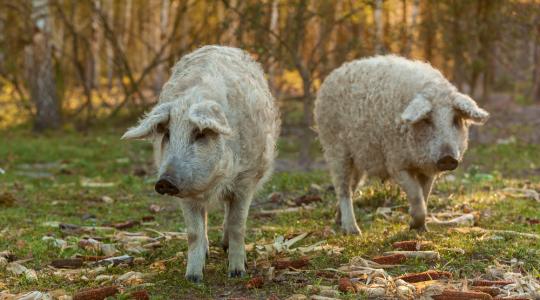 Félmilliárd forint támogatásra pályázhatnak a mangalicatartók a sertéspestis miatt
