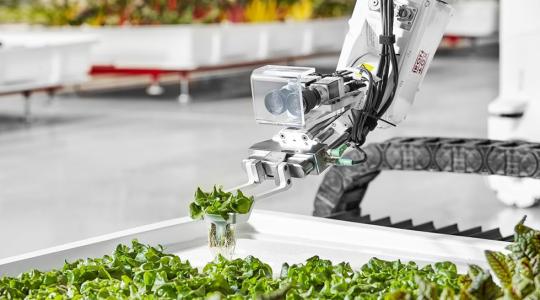 Angus, a robot gondozza a növényeket