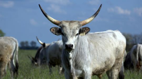 A Körös-Maros Nemzeti Park beruházott állatállománya téli ellátásához