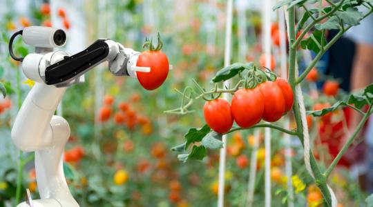 Ha ez a robot szüretel, a termény nem sérül a betakarítás során