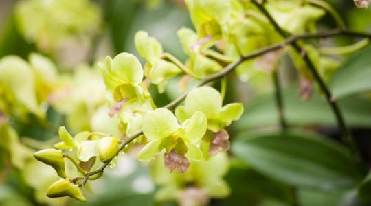 Ezek a trendek hódítanak az orchidea- és bromélia piacon
