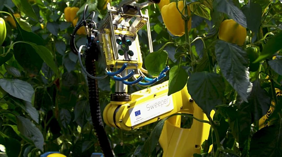 Új robot a paprika betakarítására