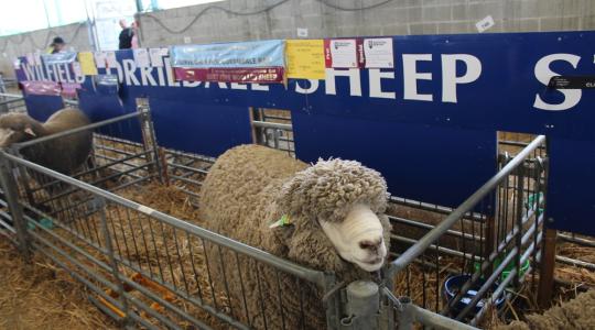 Új-Zéland: rendőrtraktor, libaterelő kutya és persze rengeteg juh