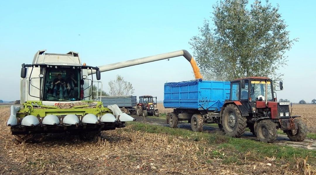 Kedvező évet zártak a kukoricatermelők, de magasabb árakban reménykednek