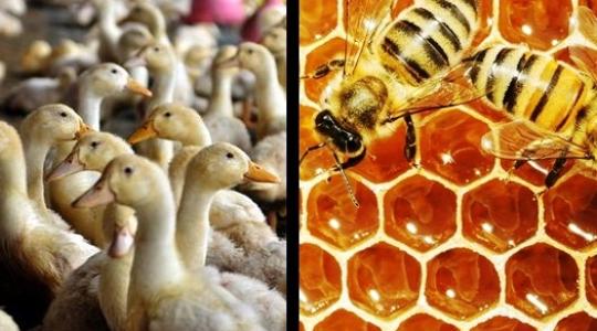 A baromfisok lemondtak minden reményről, – a méhészek pedig, akár a felbolydult kaptár...