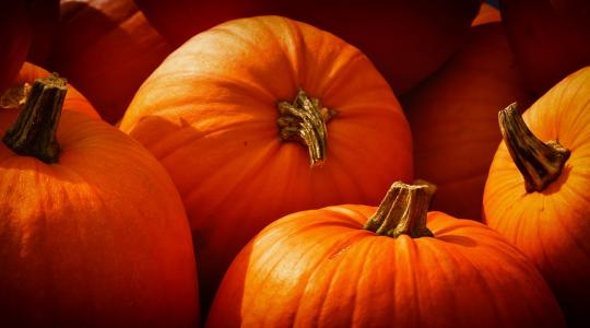 Ez az ország termesztette a legtöbb tököt Halloweenre