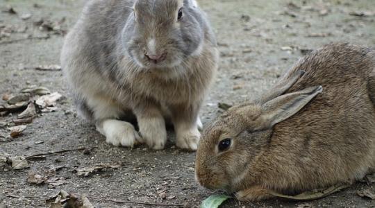 A háztáji és hobbinyúl tartásnak is nő a szerepe az állattenyésztésben