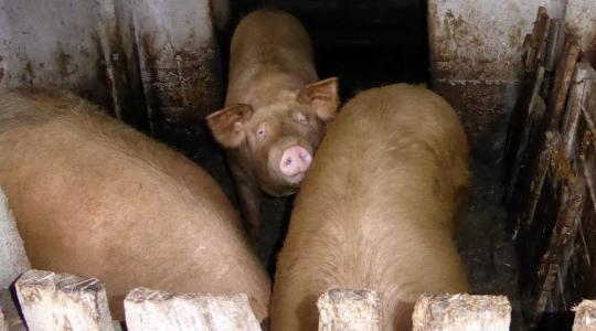 Kacsatetemekkel etették a sertéseket egy Bács-Kiskun megyei gazdaságban
