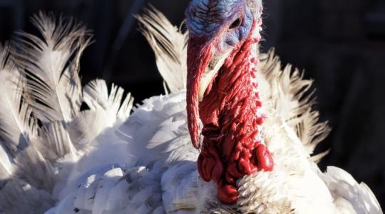 Reményteli időszak jön a pulyka-ágazat számára