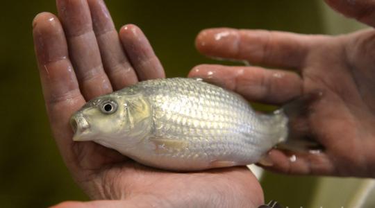 Magyar kutatók harmadára rövidítették a pontyok tenyészidejét 