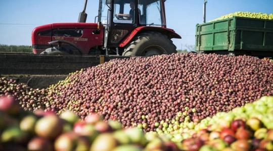A bioalma-termesztés fellendülést hozhat a lengyel termelőknek 
